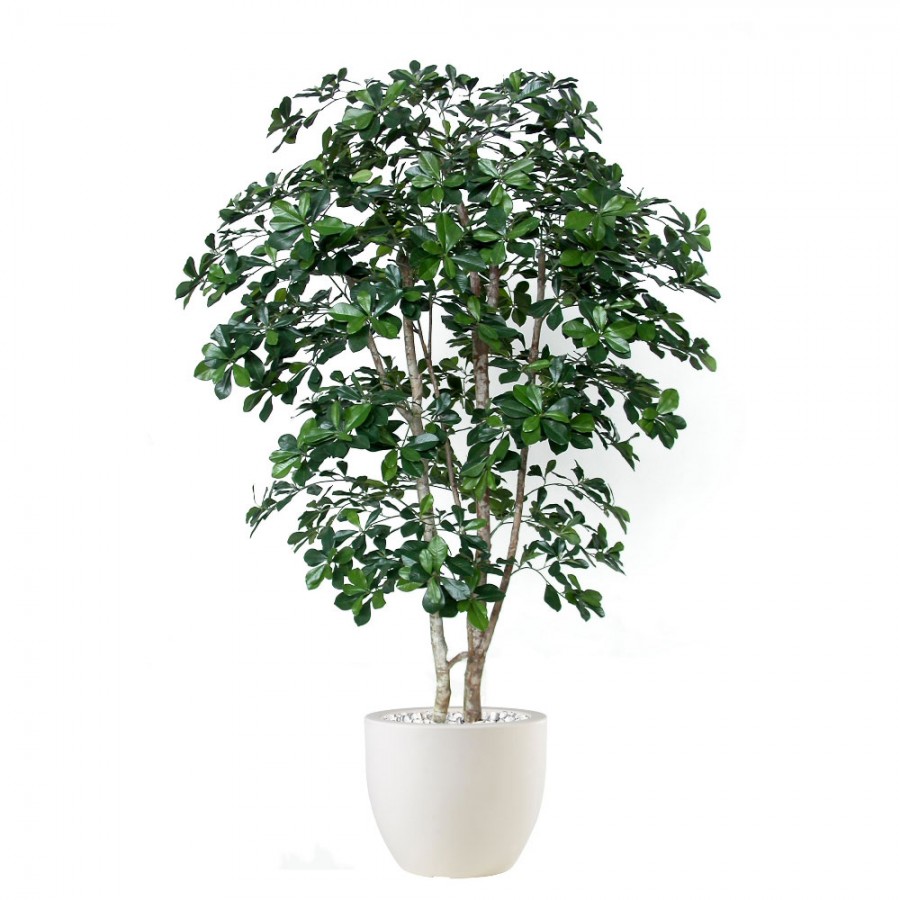 Planta semi-artificiala Ila, Buxifolia Natural Style Green - 180 cm